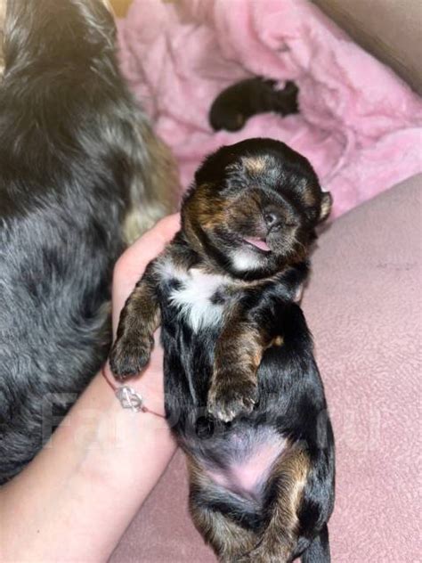 Щенок Йоркширский терьер, в наличии. Цена: 35 000₽ в Хабаровске