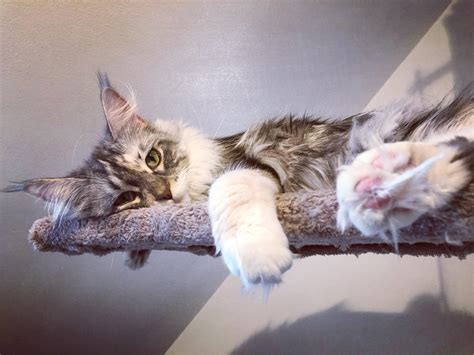 Snooze machine Bodie & her pink beany toes! : r/mainecoons
