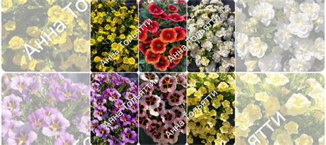 Калибрахоа на срез купить в Тольятти | Товары для дома и дачи | Авито