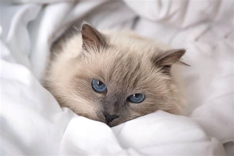 7 Grey Cat Breeds With Blue Eyes Youll Love With Pictures