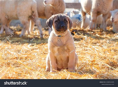 Turkish Kangal Puppy Sheep Future Livestock Stock Photo 2208532185 ...