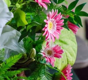 Pink Gerbera Daisy Garden Jewels Southern Living Plants