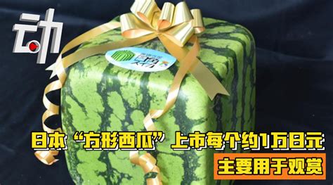 日本方形西瓜上市每个约1万日元 日媒：主要用于观赏新浪新闻