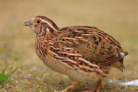 pharaoh coturnix quail chicks  sale cackle hatchery