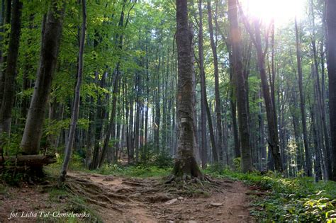 Bukowe lasy w Bieszczadach na liście UNESCO Bieszczady Land