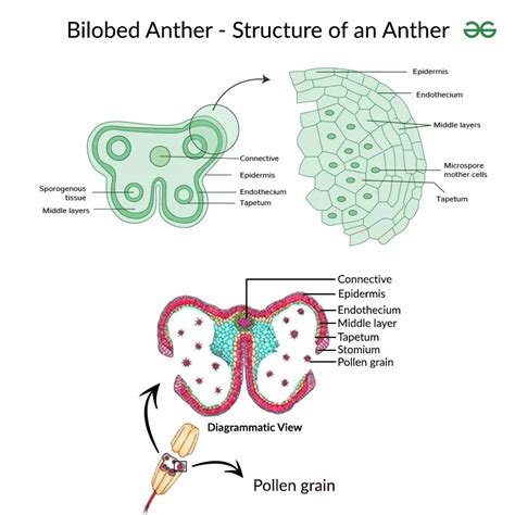 Anther of Flower - Function, Types, Structure, and Anther Dehiscence | GeeksforGeeks