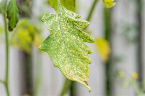 How to Control Powdery Mildew With a Homemade Spray