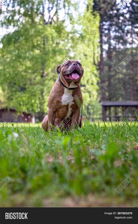 american bully dog image photo  trial bigstock