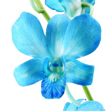 White Dyed Blue Orchids, Orchids in Bulk | Wholesaleflowers.net