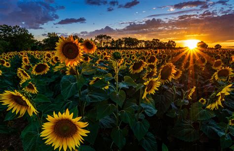 K K K Sunflowers Sunrises And Sunsets Sky Fields Sun Hd