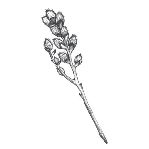 An Ink Drawn Twig Of Willow Hand Drawn Illustration In Pussy Willow Graphic Sketch In Gray