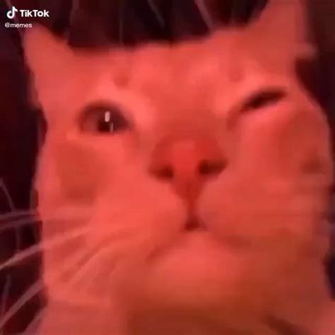 Upvote this vibe cat to vibe for all of eternity : r/Catmemes