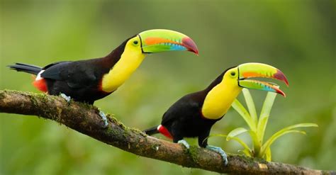 Keel-Billed Toucan Bird Facts - Ramphastos sulfuratus - A-Z Animals