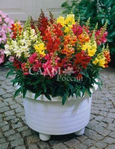 Растения для контейнеров | Container gardening flowers, Container ...