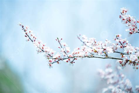 Spring Photography Illustration Cherry Blossom Romance Background And