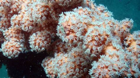 U.S. Creates Protected Zone for Atlantic Deep-Sea Corals | Mental Floss