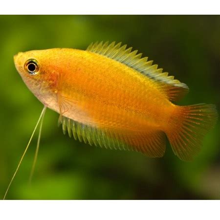 Gold Honey Gourami