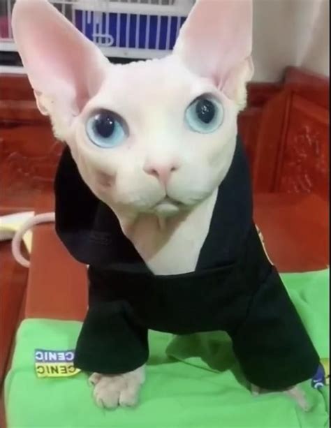 17 Bingus Ideas Cat Memes Funny Cats Cute Cats