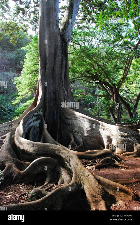 Fig Tree At Allerton Garden Kauai Hawaii Stock Photo Alamy