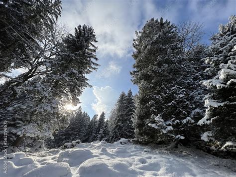 Picturesque canopies of alpine trees in a typical winter atmosphere ...