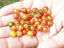 solanum nigrum wikipedia