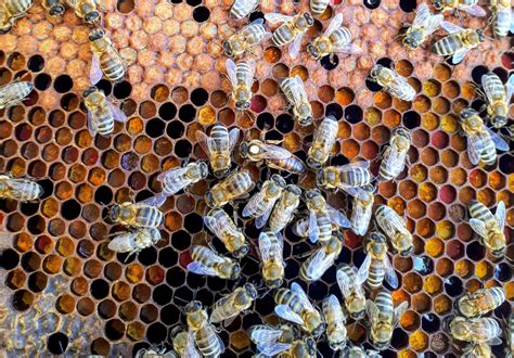 4 Reasons to Start Using Propolis Products Today - Clapham's