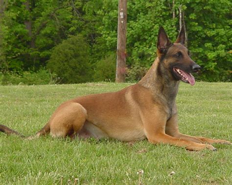 dog  world belgian malinois dogs