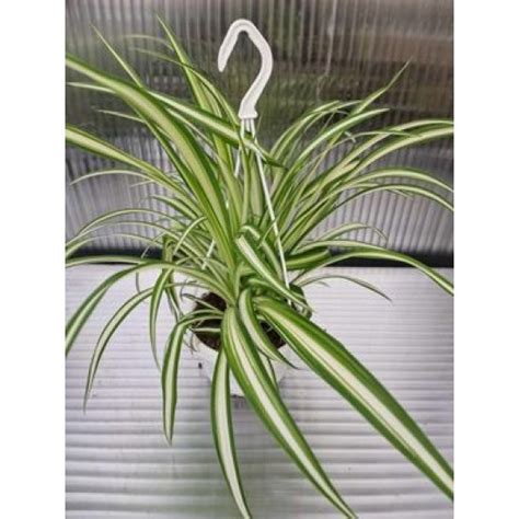 Хлорофитум Variegatum от Plants.bg с отлична цена