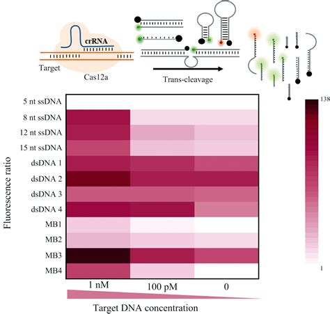 Crispr Cas