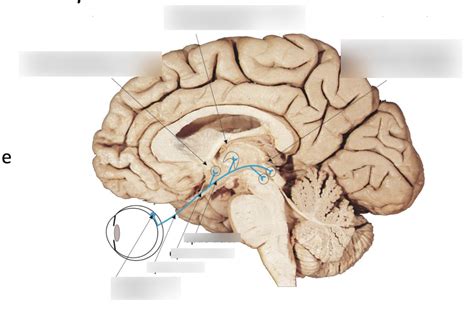 Class 18 Other Visual Pathways Diagram Labeling Diagram Quizlet