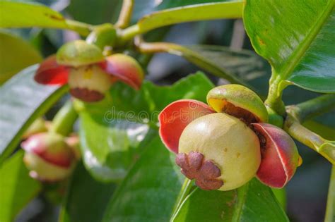 Mangosteen Fruit stock photo. Image of malaysia, nutrition - 3382778