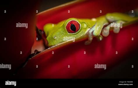 Red Eyed Tree Frog In Costa Rica Stock Photo Alamy