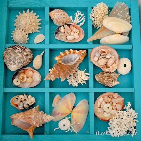 Seashell Display Table Ideas I Love Shelling テーマはビーチ 貝殻 ディスプレイ 貝殻