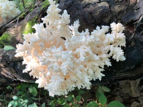 Ежовик коралловидный (Hericium coralloides) фото и описание