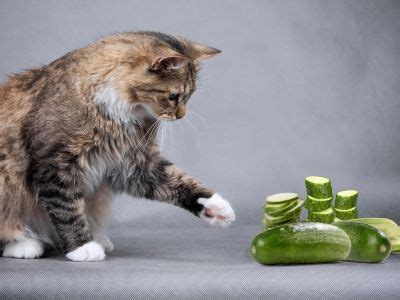 Why Are Cats Scared Of Cucumbers Feline Frights