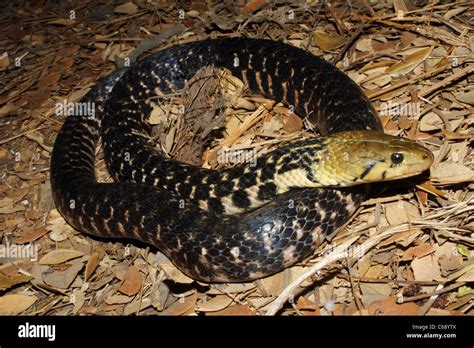 Checkered Keelback Water Snake Xenochrophis Hi Res Stock Photography