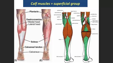 Posterior Compartment Of Leg Ppt Youtube