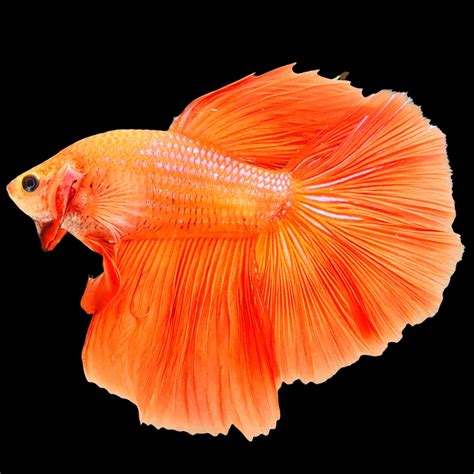 Orange Halfmoon Male Betta Fish – Tropicflow