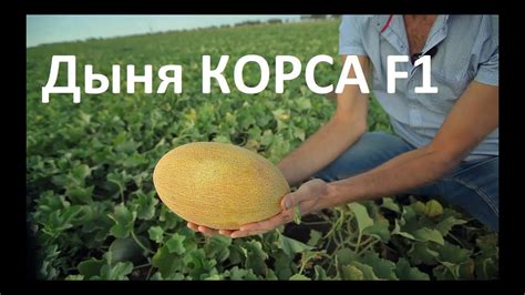 Дыня Корса F1 - очень урожайная дыня. Обзор. - YouTube