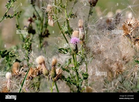 Scottish Moss Hi Res Stock Photography And Images Alamy