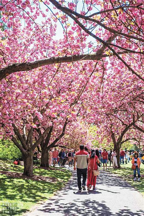 布碌崙植物園櫻花祭不辦 4、5月推出周末賞櫻活動 星島日報