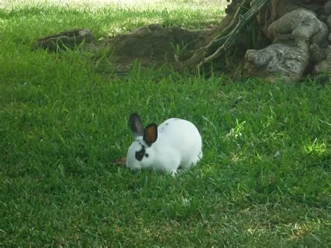 Do Rabbits Thump When They Are Happy Explained Animals Hq