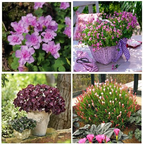 Кислицы: OXALIS Collection №2-Кислица Коллекция №2 (МИКС 15 шт)