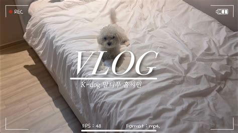 홀씨민 일상 Vlog K Dog 말티푸 브이로그 중성화 모루인형 만들기 산책 강아지 유모차 하울 반려견 귀여운