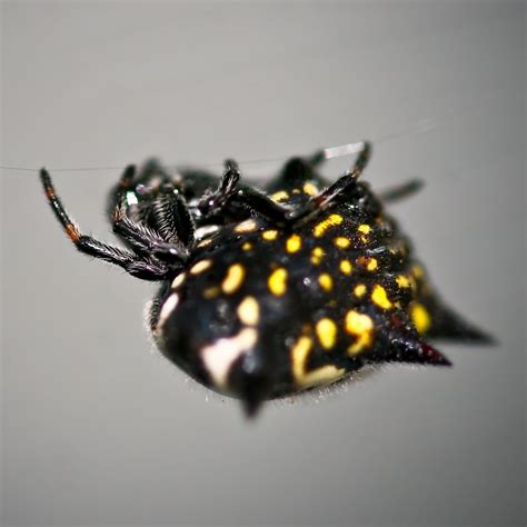 Elephant in Tiger Skin: Spiny Orb Weaver Spider