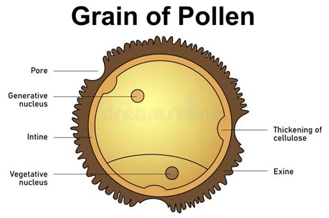 Pollen Germination Stock Illustrations – 83 Pollen Germination Stock Illustrations, Vectors ...