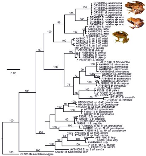 Maximum Likelihood Phylogram Of S Rrna Relationships Within