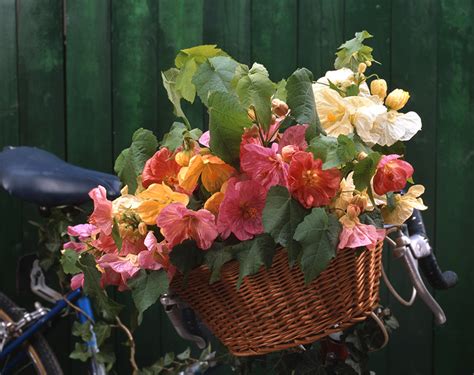 Купить Рассаду абутилона в Украине