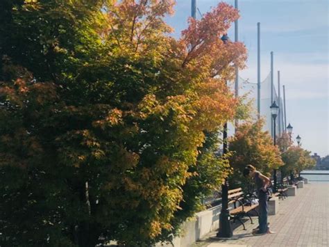leaves  maplewood changed color  nj   map
