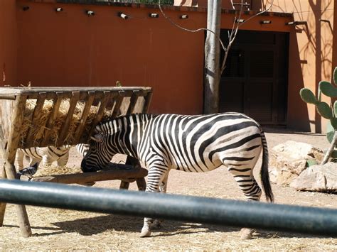 Descubriendo El Zoo De CÓrdoba Pacommunity